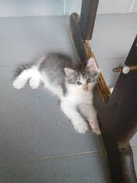 Ternyata warna bulu bisa menunjukkan kucing galak atau jinak. Kucing Parsi Posts Facebook
