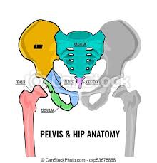 Female internal anatomy diagram male and female reproductive system organs. Pelvis Anatomy Scheme Human Male Anatomy Scheme Main Pelvis Bones Sacrum Ilium Coccyx Pubis Ischium And Femur Vector Canstock