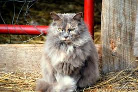 My supervisor at work has barn cats and one just had kittens that she is trying to find homes for. How To Raise A Barn Cat Right Countryside