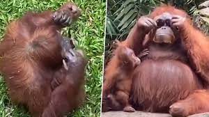 A Cool Orangutan Sports Sunglasses After Visitor Drops It Into The  Primate's Enclosure at Indonesian Zoo, TikTok Video Goes Viral