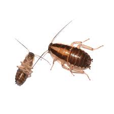 How much does an exterminator cost? German Cockroach Identification Behavior Vermont Pest Control