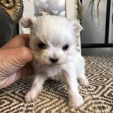 Before finding out the exact price or the range of the average p. Maddie Micro Teacup Maltese Puppy Therapy Llc