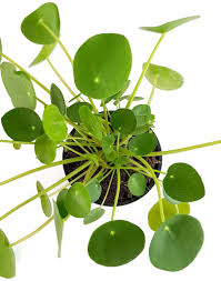Ufopflanze, kanonierblume, chinesischer geldbaum, glückstaler, elefantenohr, missionarspflanze oder bauchnabelpflanze: Pilea Peperomioides Gluckstaler Kaufland De