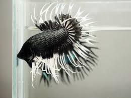 Betta Crowntail Black Orchid Google Search Pez Lindo Pez Betta Pez De Acuario