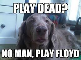Pink Floyd Dog Memes Funny Animals Funny Dogs