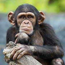 Ya Know U Really Got A Point There Animals Beautiful Scary Animals Monkey Pictures