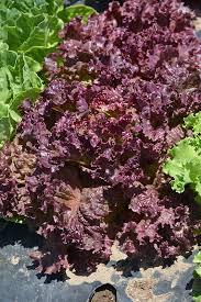 Image result for Salacia leptoclada