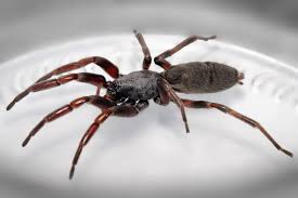 Most spider bites do not require medical attention. White Tailed Spider Wikipedia