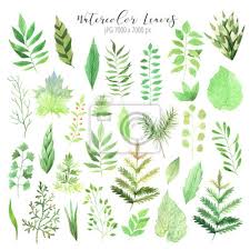 We did not find results for: Watercolor Green Leaves Set Fototapete Fototapeten Weiss Diy Malen Myloview De