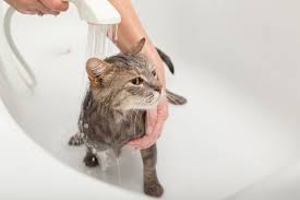 We know you love your fluffy family member, so keep on reading because there are a good deal of exceptions to be aware of! How To Bathe A Cat In 8 Easy Steps