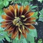 Maybe you would like to learn more about one of these? Heliopsis Helianthoides Summer Pink