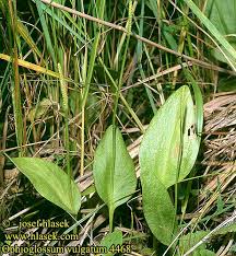 Image result for Ophioglossum vulgatum