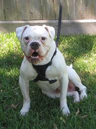 Hello everyone my name is chato i am approx 5 years old and am an olde english bulldogge. Meet Rango Male White American Bulldog Boxer Mixed Lone Star Boxer Rescue Houston Tx