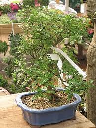Image result for Zanthoxylum lindense