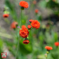 Image result for Emilia coccinea