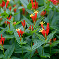 Image result for Spigelia