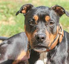 Buying a rottweiler pitbull mix puppy from a reputable dealer will cost between 150. The Complete Rottweiler Pitbull Mix Guide An Energetic Guardian Perfect Dog Breeds