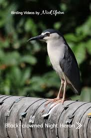 Black Crowned Night Heron Heron Bird Gif Eel Like Fish