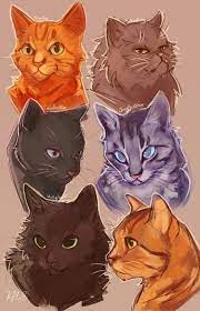 cats don t dance catspooping warriorcats gatos guerreiros esbocos de animais gatos legais