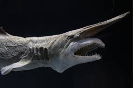 Now $115 (was $̶2̶5̶1̶) on tripadvisor: Deep Sea Experience Room Okinawa Churaumi Aquarium For The Next Generation To Inherit The Beautiful Seas Of Okinawa
