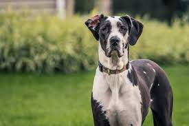 It is very important to be sure that you keep your great dane as healthy as possible with key preventative measures. Great Dane Temperament Get To Know Your Dog Ollie Blog