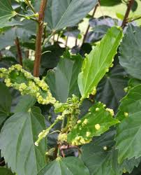 We did not find results for: Tropical Gardening Helpline What To Do About Bumpy Hibiscus Leaves West Hawaii Today