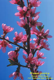 Image result for Prunus persica