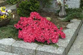 Auf dem friedhof kommt sie seltener zum einsatz, aber ich habe schon schöne mischpflanzungen mit dahlien kommen bei trockenheit auch mal ein paar tage ohne wasser aus. Grab Pflegeleicht Gestalten So Haben Sie Weniger Arbeit