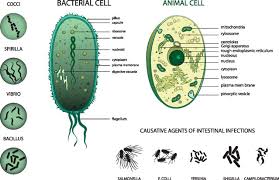 15 Difference Between Bacterial Cell And Human Cell