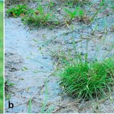 Image result for Abildgaardia ovata