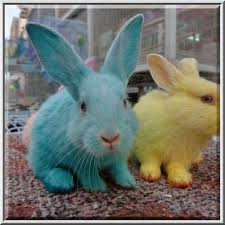 My pet market near me. Photo 928 01 Green And Yellow Dyed Rabbits In Pet Market Of Souq Waqif Doha Qatar Pet Market Pets Rabbit