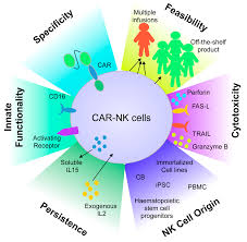 Check spelling or type a new query. Jcm Free Full Text Nk Cell Based Immunotherapy For Hematological Malignancies Html