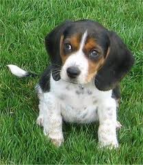 Black And Tan Beagle Pup Front View A Drop Eared Tricolor Black And Tan With White Pocket Beagle Puppy Is Sitting In Grass Looking To The Beagle Puppy Pocket Beagle Beagle Dog Breed