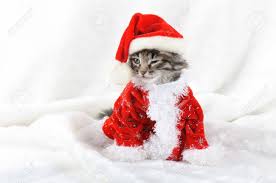 A cup of coffee near a little striped cat that sleeps under a warm blanket. Christmas Kitten In Santa Stocking Hat And Scarf Isolated Stock Photo Picture And Royalty Free Image Image 16128739
