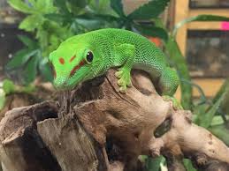 Ebony Otis litter 1 week today looks like 6 black and 6 siamese