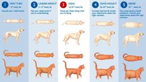 Golden Retriever Puppy Growth Chart Goldenacresdogs Com