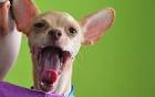 15 Dog Breeds That Love To Be Lazy - iHeartDogs
