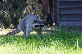 Reliable and efficient way of protecting buildings and yards; How To Get Rid Of Raccoons A Complete Guide 2021