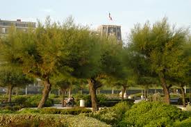 Image result for tamarix ramosissima pink cascade