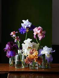 How To Grow Bearded Iris For A Garden Full Of Color Bearded Iris Iris Bouquet Iris Garden
