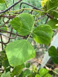 Image result for Rhynchosia viscosa