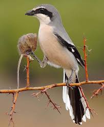 Black Cartoon Bird With Spiky Hair Pin By Sydney Rose On Nature In 2020 Animals Beautiful Beautiful Birds Nature Birds