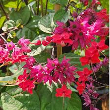 Image result for Clerodendrum splendens
