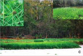 Image result for Oxycaryum