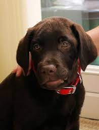 Labrador Breeders Essex Best Labradorpuppiesnewzealandforsale Labradorinseason Labradorhealthtests Labrador Labrador Retriever Staffy Dog
