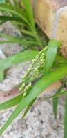 Image result for Panicum miliaceum