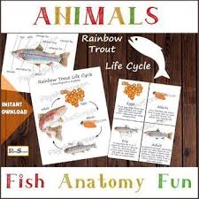 Rainbow Trout Anatomy Life Cycle 3d Model Printable Flashcards 3 Part Cards In 2020 Printable Flash Cards Teaching Printables Life Cycles