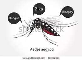 Black mosquito silhouette stock vector (royalty free) 1155262318. Why Does A Specific Mosquito Has White And Black Stripes On It Quora