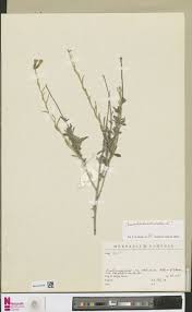 Image result for Sarcophrynium brachystachyum