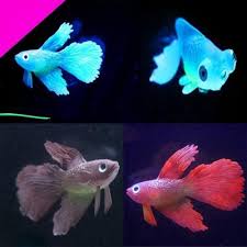 Well the short answer is no. Buy Goldfish And Betta At Affordable Price From 4 Usd Best Prices Fast And Free Shipping Joom